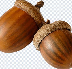 acorn_png